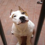 Thayson